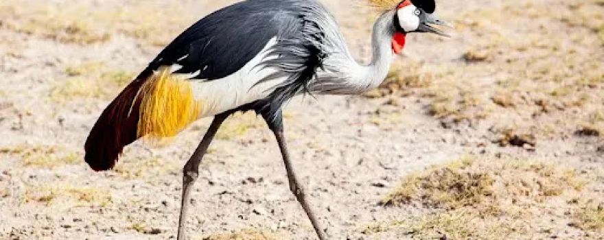 Aledeghi Wildlife Reserve