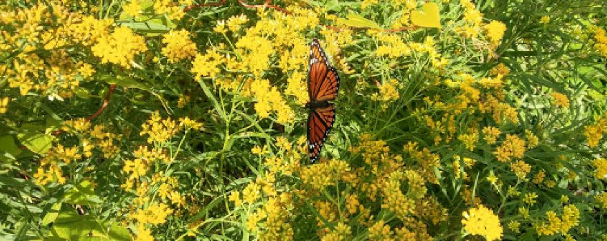 Lake Erie Bluffs (Lake Metroparks)