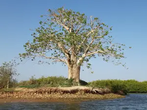 Saloum