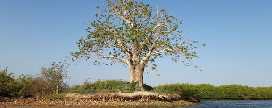 Saloum