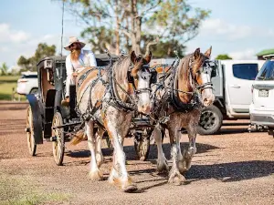 Hunter Valley Horses / @ the farm / HVH FARMS
