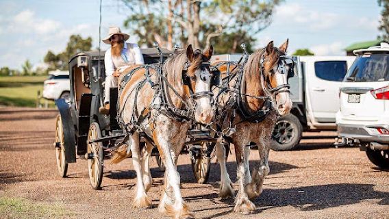 Hunter Valley Horses / @ the farm / HVH FARMS