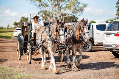 Hunter Valley Horses / @ the farm / HVH FARMS