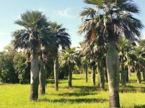 Las Tunas Botanical Garden