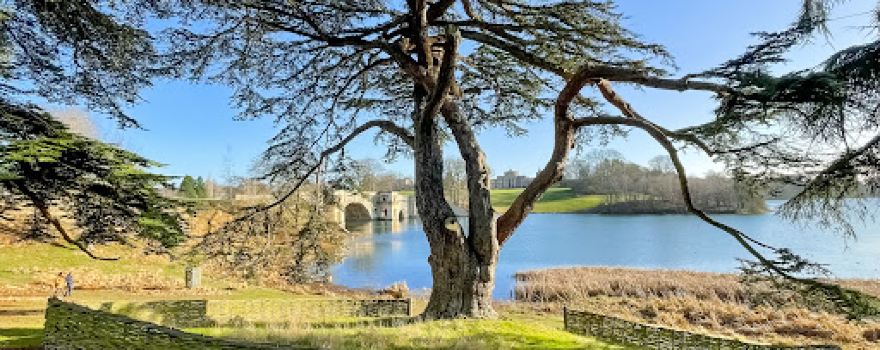 The Harry Potter Tree