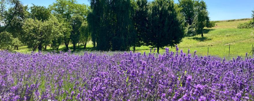 VIOLET HILL - "kopanyčárska levandula"