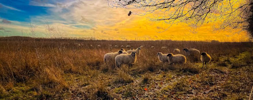 Mantingerveld