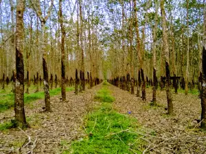 Sembawa Agropark
