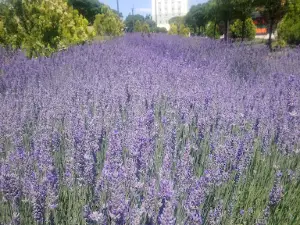 Karayolları Parkı