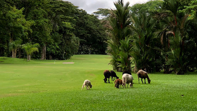 Los Delfines Golf and Country Club