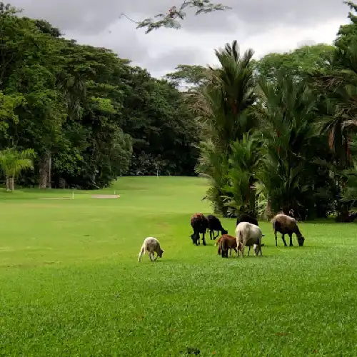 Los Delfines Golf and Country Club
