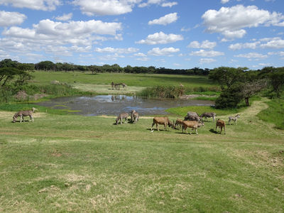 Mukuvisi Woodlands