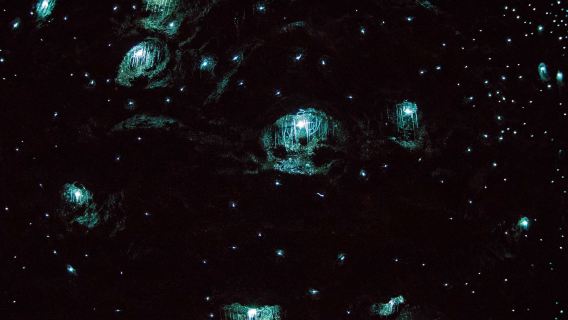 Glow Worm Caves