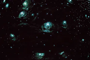 Glow Worm Caves