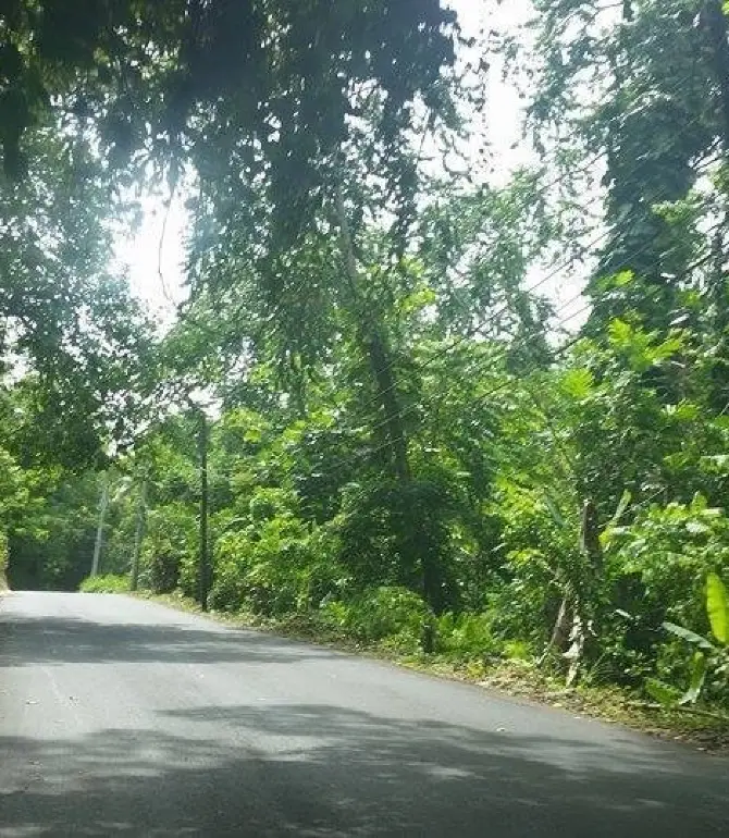 莫尼格