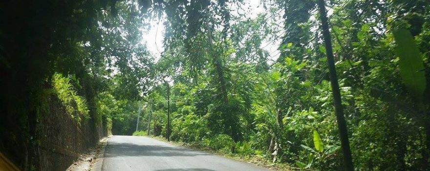 Fern Gully