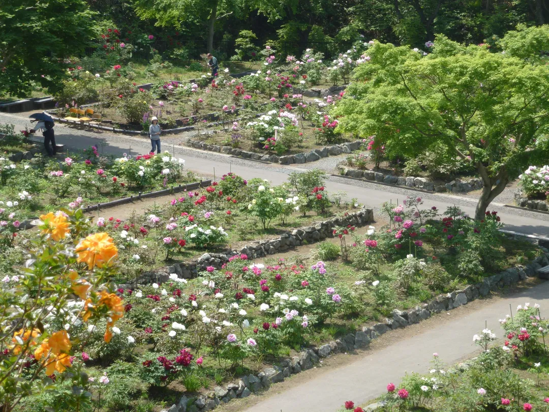 Hase Peony Garden門票【2025】- 票券資訊、營業時間及評論｜Trip.com