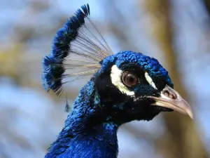 Bretten Zoo