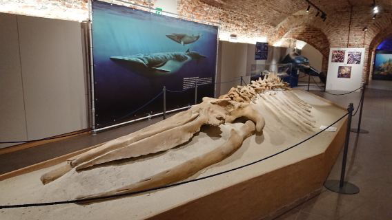 Museo Paleontologico