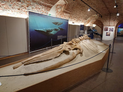 Museo Paleontologico