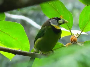 Cherating Fire Fly
