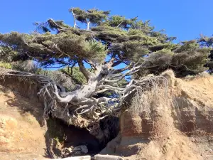 Tree of Life