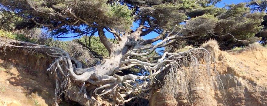 Tree of Life