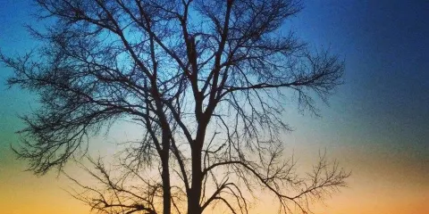 Boschi Bandiziol e Prassaccon