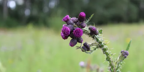Swift Valley Nature Reserve