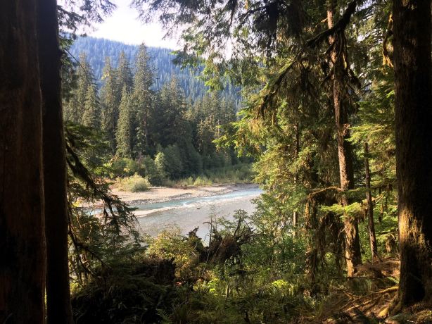 Hoh River Trail