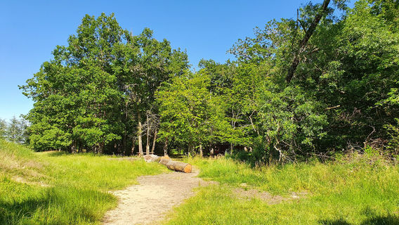 Forêt de Bouconne