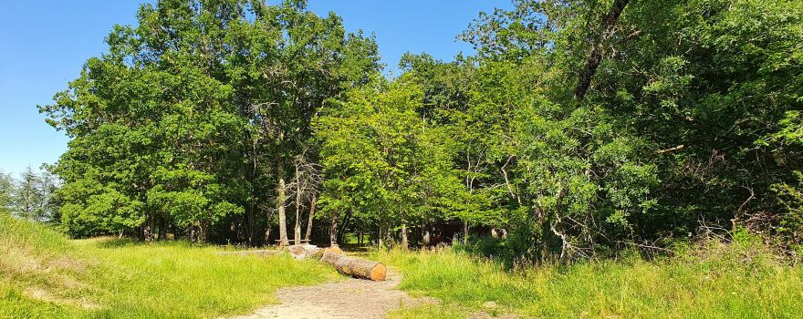 Forêt de Bouconne