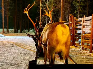 Saariselka Reindeer Farm