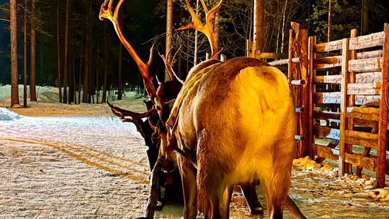 Saariselka Reindeer Farm