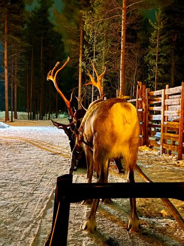 Saariselka Reindeer Farm