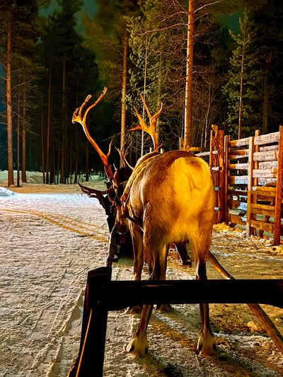 Saariselka Reindeer Farm