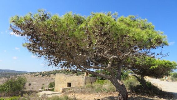 Форт Кэмпбелл