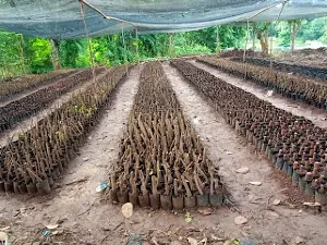 Allu Bangkala