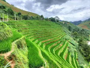 Đồi chè Tân Uyên