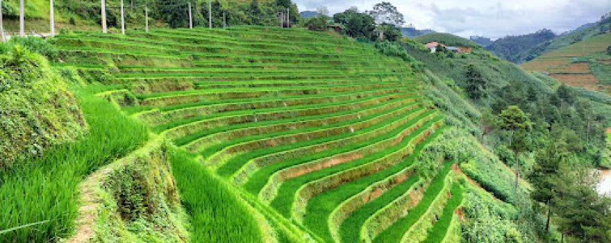 Đồi chè Tân Uyên