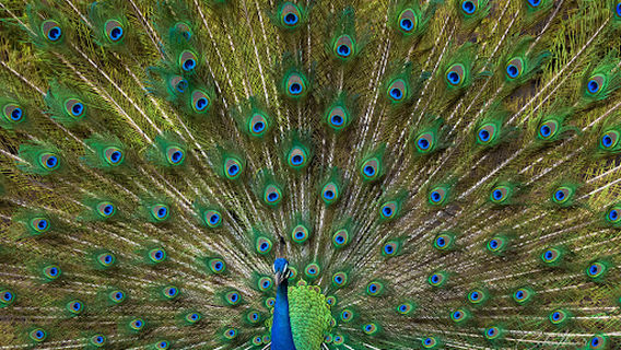 Yala National Park Sri Lanka