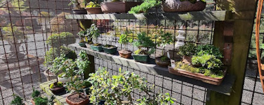 Chojo Feature Trees