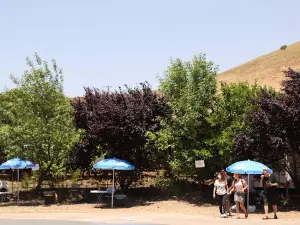 קטיף עצמי אודם