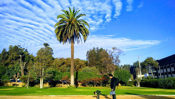 Vina del Mar