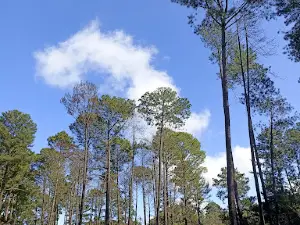 Horto Florestal de Casa Branca