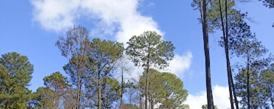 Horto Florestal de Casa Branca