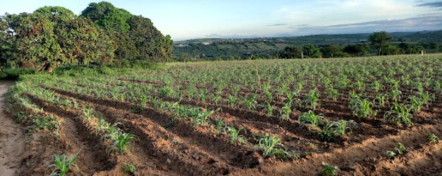 Fazenda União, Arara - PB