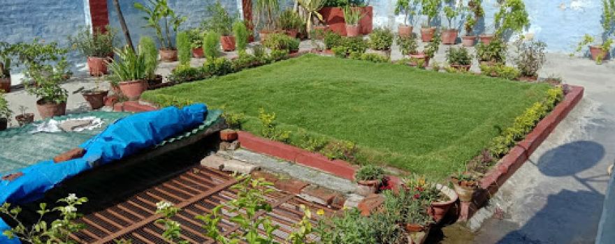 Natural Lawn Grass
