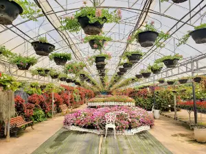 ផ្ទះផ្កាBegonia (Begonia Flowers House)