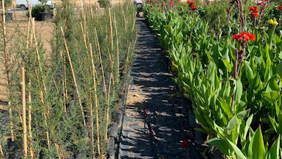 Katerina pavlou Nurseries